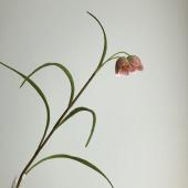 【造花】アスカ/フリチラリア×2 ピンクグリーン/A-34901-3G