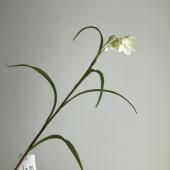 【造花】アスカ/フリチラリア×2 ホワイトグリーン/A-34901-52