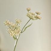 即日☆【造花】アスカ/クイーンアンズレース×2 ホワイト/A-34921-1