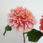 造花】アスカ/premium collection ダリア ピンクイエロー