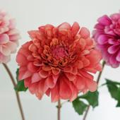 造花　ダリア 即日☆【造花】YDM/ブルーミングダリア/FA-7275-R/W - 花材通販