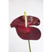 造花】アスカ/premium collection アンスリウム ワイン/AP03025-15A