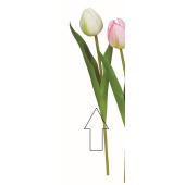 ちゅうりっぷ ﾁｭｰﾘｯﾌﾟ*3: クイックオーダーでのみ販売 ｜ YDMオンラインストア