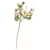 開花中 開花ラックスも出荷です【ラナンキュラスラックス】【ランドセル