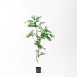【直送】 【人工観葉植物】アスカ/エバーフレッシュ(ポット付) グリーン/A-51134-51A ※返品・代引・キャンセル不可