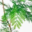 【直送】 【人工観葉植物】アスカ/エバーフレッシュ(ポット付) グリーン/A-51134-51A ※返品・代引・キャンセル不可