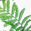 【直送】 【人工観葉植物】アスカ/エバーフレッシュ(ポット付) グリーン/A-51134-51A ※返品・代引・キャンセル不可