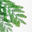 【直送】 【人工観葉植物】アスカ/エバーフレッシュ(ポット付) グリーン/A-51134-51A ※返品・代引・キャンセル不可