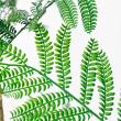 【直送】 【人工観葉植物】アスカ/エバーフレッシュ(ポット付) グリーン/A-51134-51A ※返品・代引・キャンセル不可