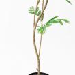 【直送】 【人工観葉植物】アスカ/エバーフレッシュ(ポット付) グリーン/A-51134-51A ※返品・代引・キャンセル不可