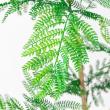 【直送】 【人工観葉植物】アスカ/エバーフレッシュ(ポット付) グリーン/A-51134-51A ※返品・代引・キャンセル不可