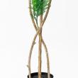 【直送】 【人工観葉植物】アスカ/エバーフレッシュ(ポット付) グリーン/A-51135-51A ※返品・代引・キャンセル不可