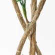 【直送】 【人工観葉植物】アスカ/エバーフレッシュ(ポット付) グリーン/A-51135-51A ※返品・代引・キャンセル不可