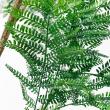 【直送】 【人工観葉植物】アスカ/エバーフレッシュ(ポット付) グリーン/A-51135-51A ※返品・代引・キャンセル不可