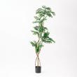 【直送】 【人工観葉植物】アスカ/エバーフレッシュ(ポット付) グリーン/A-51135-51A ※返品・代引・キャンセル不可
