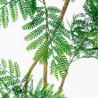 【直送】 【人工観葉植物】アスカ/エバーフレッシュ(ポット付) グリーン/A-51135-51A ※返品・代引・キャンセル不可