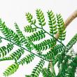 【直送】 【人工観葉植物】アスカ/エバーフレッシュ(ポット付) グリーン/A-51135-51A ※返品・代引・キャンセル不可