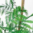 【直送】 【人工観葉植物】アスカ/エバーフレッシュ(ポット付) グリーン/A-51135-51A ※返品・代引・キャンセル不可
