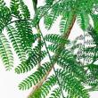 【直送】 【人工観葉植物】アスカ/エバーフレッシュ(ポット付) グリーン/A-51135-51A ※返品・代引・キャンセル不可