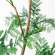 【直送】 【人工観葉植物】アスカ/エバーフレッシュ(ポット付) グリーン/A-51135-51A ※返品・代引・キャンセル不可