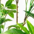 【直送】【人工観葉植物】アスカ/ツピタンサス(ポット付) グリーン/A-51129-51A ※返品・代引・キャンセル不可