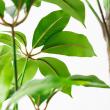 【直送】【人工観葉植物】アスカ/ツピタンサス(ポット付) グリーン/A-51129-51A ※返品・代引・キャンセル不可