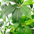 【直送】【人工観葉植物】アスカ/ツピタンサス(ポット付) グリーン/A-51129-51A ※返品・代引・キャンセル不可