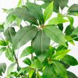 【直送】【人工観葉植物】アスカ/ツピタンサス(ポット付) グリーン/A-51129-51A ※返品・代引・キャンセル不可