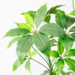 【直送】【人工観葉植物】アスカ/ツピタンサス(ポット付) グリーン/A-51129-51A ※返品・代引・キャンセル不可