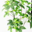 【直送】【人工観葉植物】アスカ/ツピタンサス(ポット付) グリーン/A-51129-51A ※返品・代引・キャンセル不可