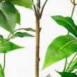 【直送】【人工観葉植物】アスカ/ツピタンサス(ポット付) グリーン/A-51129-51A ※返品・代引・キャンセル不可