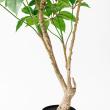 【直送】【人工観葉植物】アスカ/ツピタンサス(ポット付) グリーン/A-51129-51A ※返品・代引・キャンセル不可