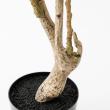 【直送】【人工観葉植物】アスカ/ツピタンサス(ポット付) グリーン/A-51129-51A ※返品・代引・キャンセル不可