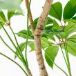 【直送】【人工観葉植物】アスカ/ツピタンサス(ポット付) グリーン/A-51129-51A ※返品・代引・キャンセル不可