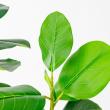 【直送】【人工観葉植物】アスカ/ゴムの木(ポット付) グリーン/A-51123-51A ※代引返品キャンセル不可