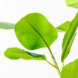 【直送】【人工観葉植物】アスカ/ゴムの木(ポット付) グリーン/A-51123-51A ※代引返品キャンセル不可