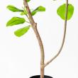 【直送】【人工観葉植物】アスカ/ゴムの木(ポット付) グリーン/A-51123-51A ※代引返品キャンセル不可