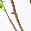 【直送】【人工観葉植物】アスカ/ゴムの木(ポット付) グリーン/A-51123-51A ※代引返品キャンセル不可