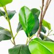 【直送】【人工観葉植物】アスカ/ゴムの木(ポット付) グリーン/A-51123-51A ※代引返品キャンセル不可