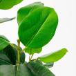 【直送】【人工観葉植物】アスカ/ゴムの木(ポット付) グリーン/A-51124-51A ※返品・代引・キャンセル不可