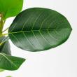 【直送】【人工観葉植物】アスカ/ゴムの木(ポット付) グリーン/A-51124-51A ※返品・代引・キャンセル不可