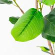 【直送】【人工観葉植物】アスカ/ゴムの木(ポット付) グリーン/A-51124-51A ※返品・代引・キャンセル不可
