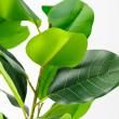 【直送】【人工観葉植物】アスカ/ゴムの木(ポット付) グリーン/A-51124-51A ※返品・代引・キャンセル不可