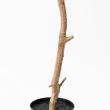 【直送】【人工観葉植物】アスカ/ゴムの木(ポット付) グリーン/A-51124-51A ※返品・代引・キャンセル不可