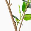 【直送】【人工観葉植物】アスカ/ゴムの木(ポット付) グリーン/A-51124-51A ※返品・代引・キャンセル不可