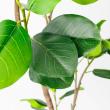 【直送】【人工観葉植物】アスカ/ゴムの木(ポット付) グリーン/A-51124-51A ※返品・代引・キャンセル不可
