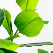 【直送】【人工観葉植物】アスカ/ゴムの木(ポット付) グリーン/A-51124-51A ※返品・代引・キャンセル不可