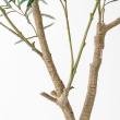 【直送】 【人工観葉植物】アスカ/オリーブ(ポット付) ナチュラル/A-51126-44 ※返品・代引・キャンセル不可
