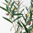 【直送】 【人工観葉植物】アスカ/オリーブ(ポット付) ナチュラル/A-51126-44 ※返品・代引・キャンセル不可