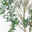 【直送】 【人工観葉植物】アスカ/オリーブ(ポット付) ナチュラル/A-51126-44 ※返品・代引・キャンセル不可